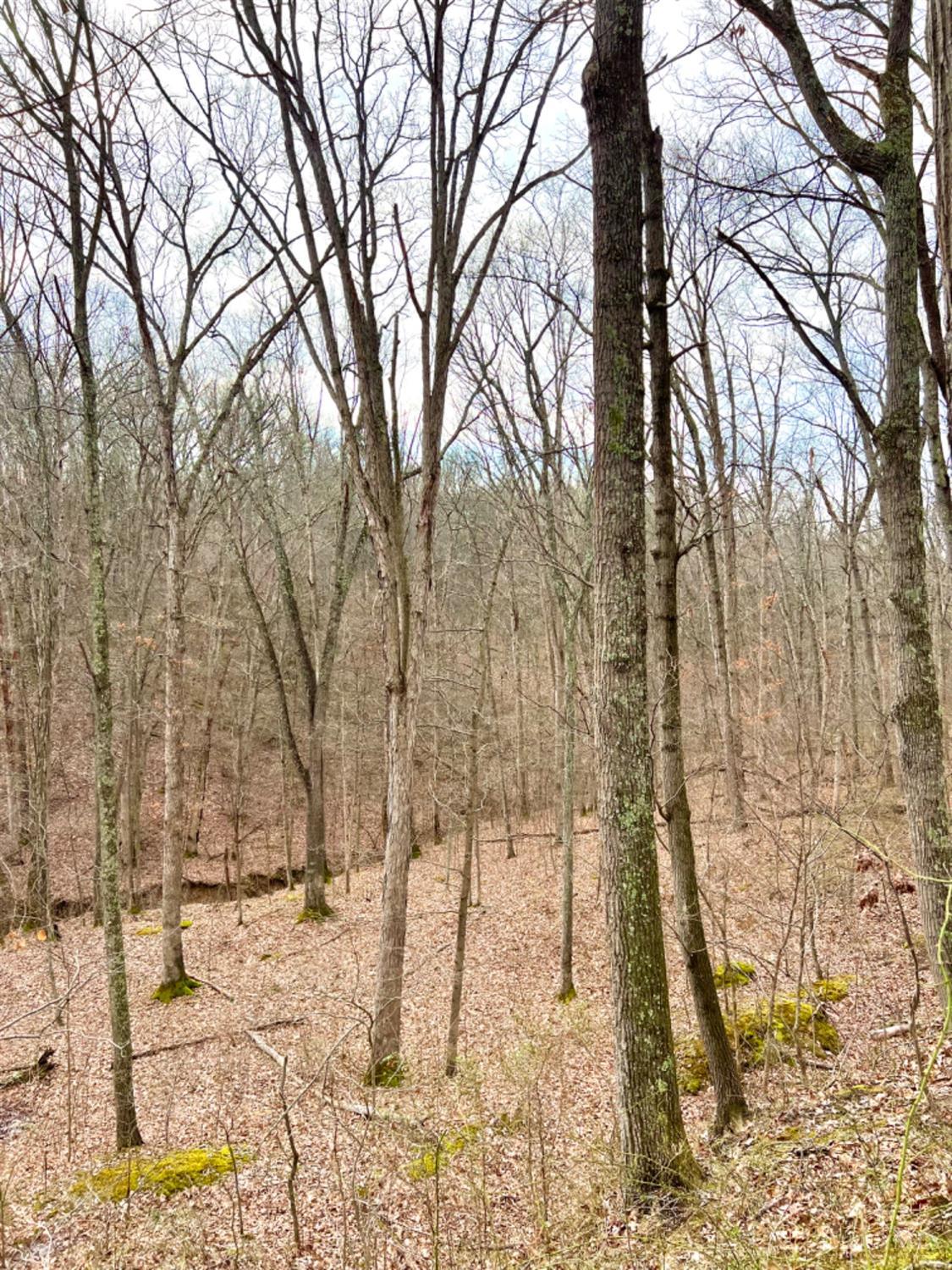 0 Left Fork Rd Property Photo 17