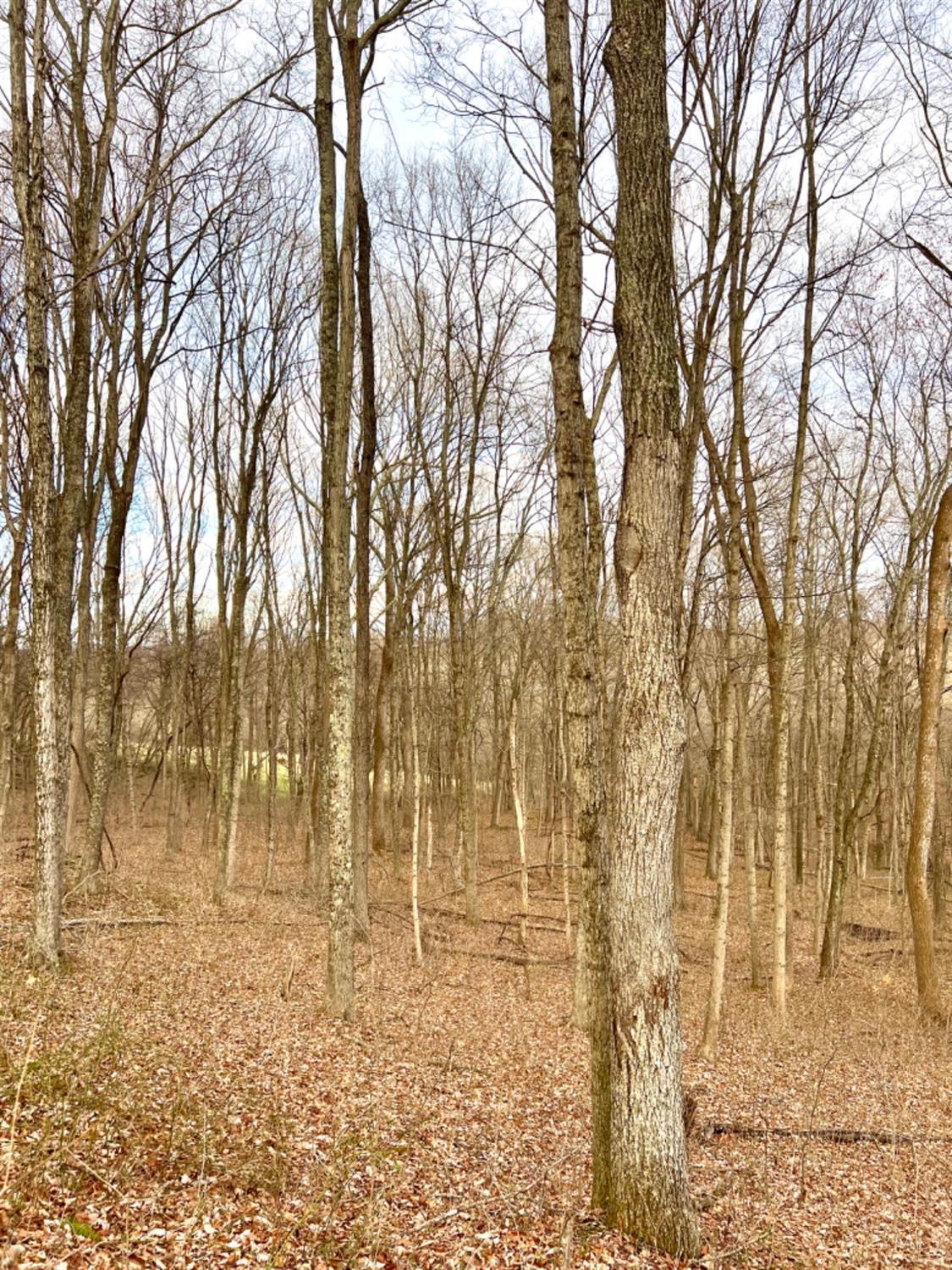 0 Left Fork Rd Property Photo 39