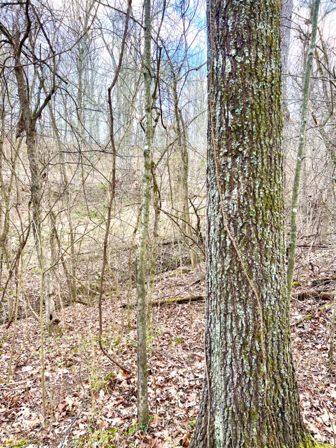 0 Left Fork Rd Property Photo 45