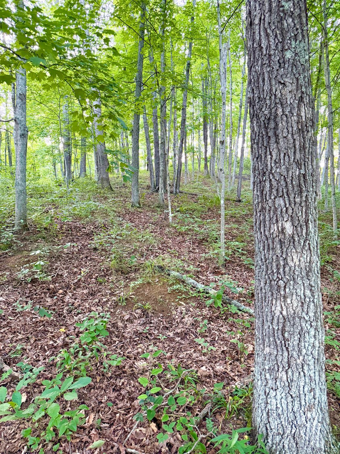 Carrs Run Property Photo 3