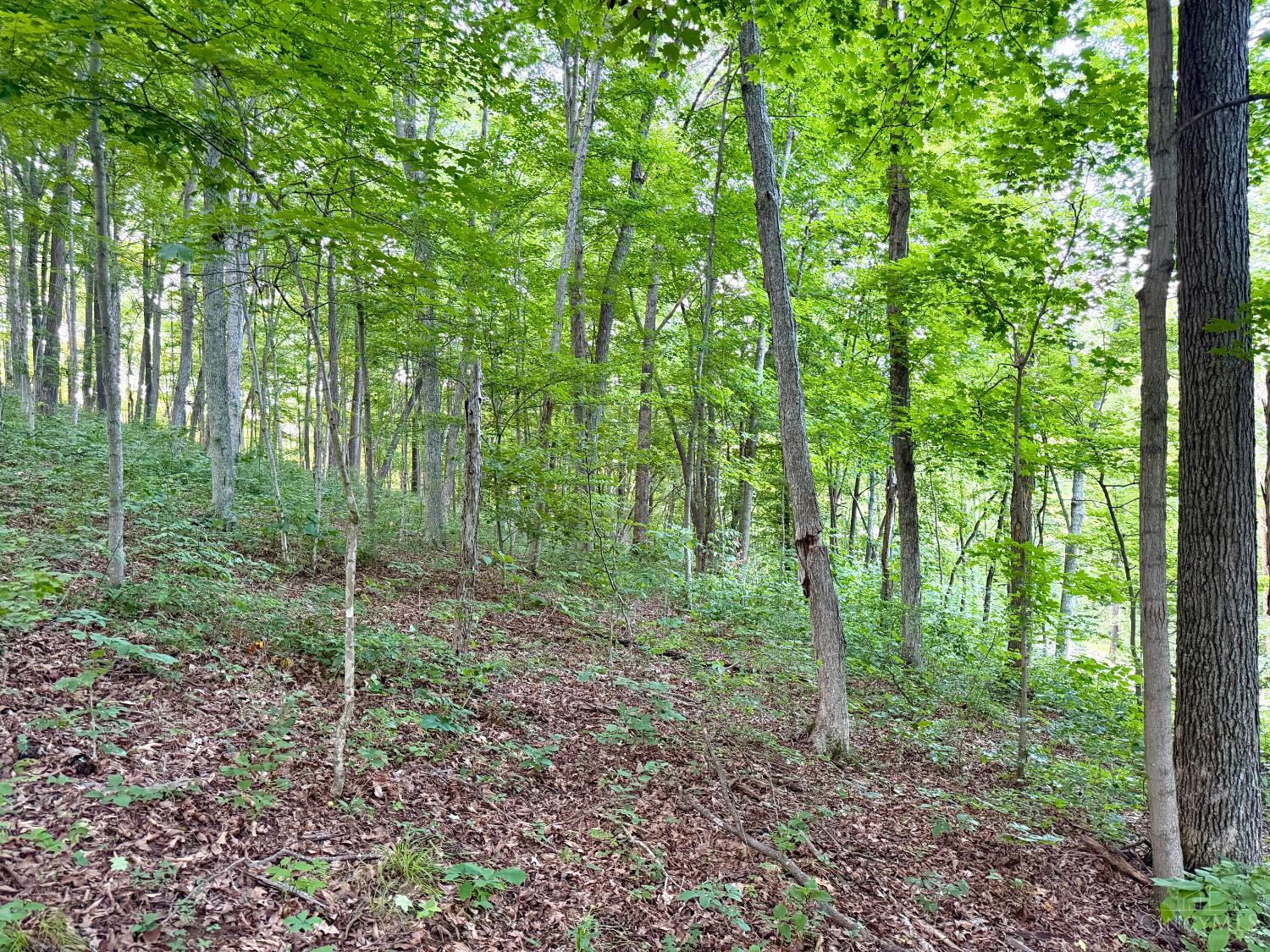 Carrs Run Property Photo 4