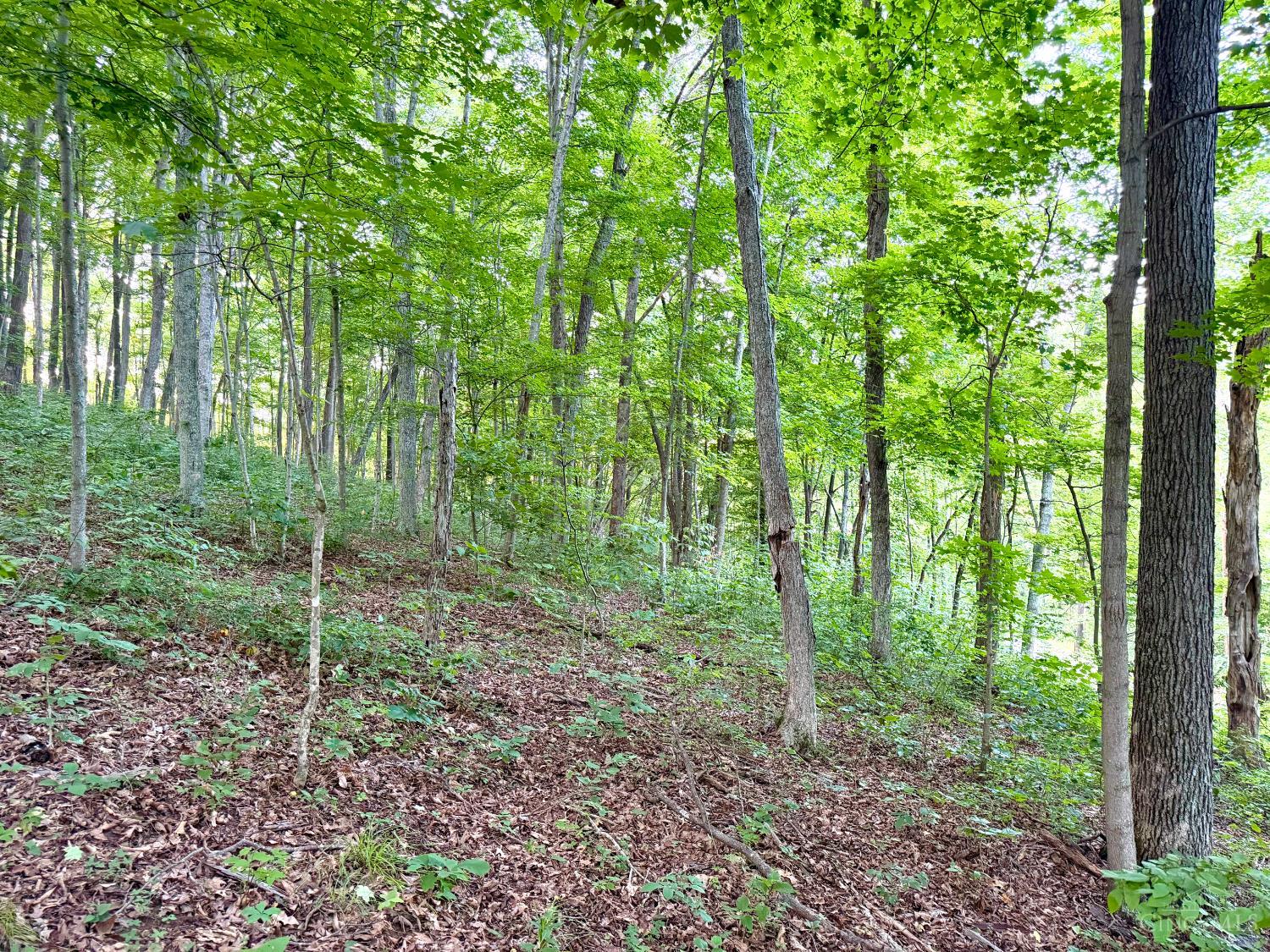 Carrs Run Property Photo 5