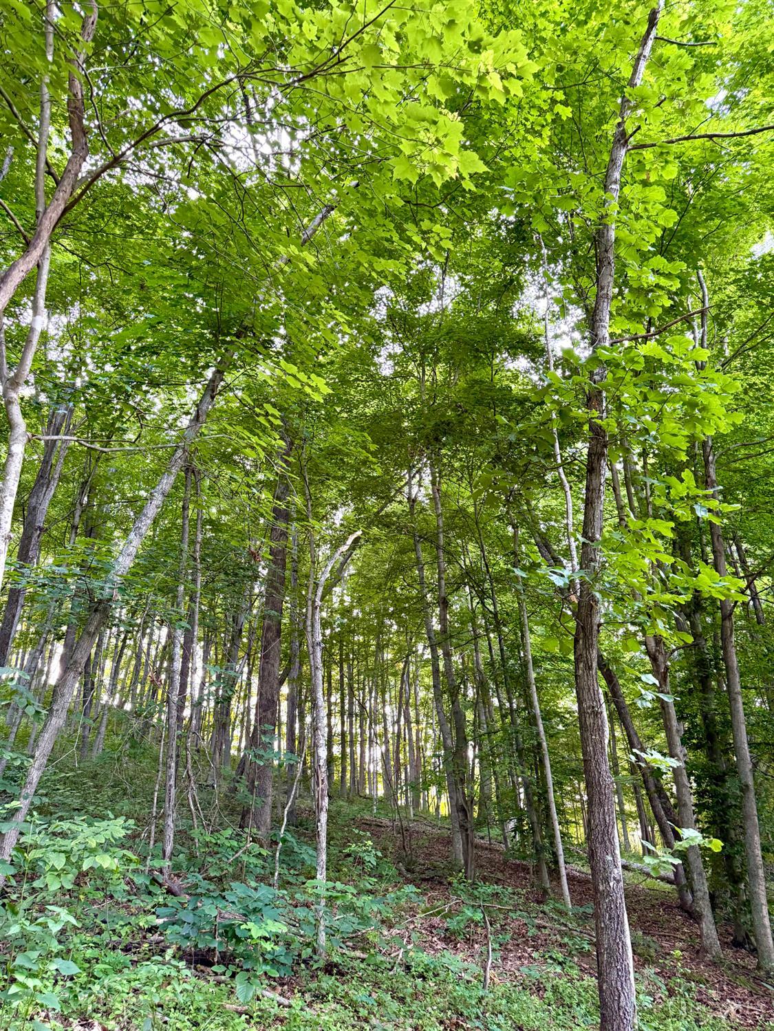 Carrs Run Property Photo 9