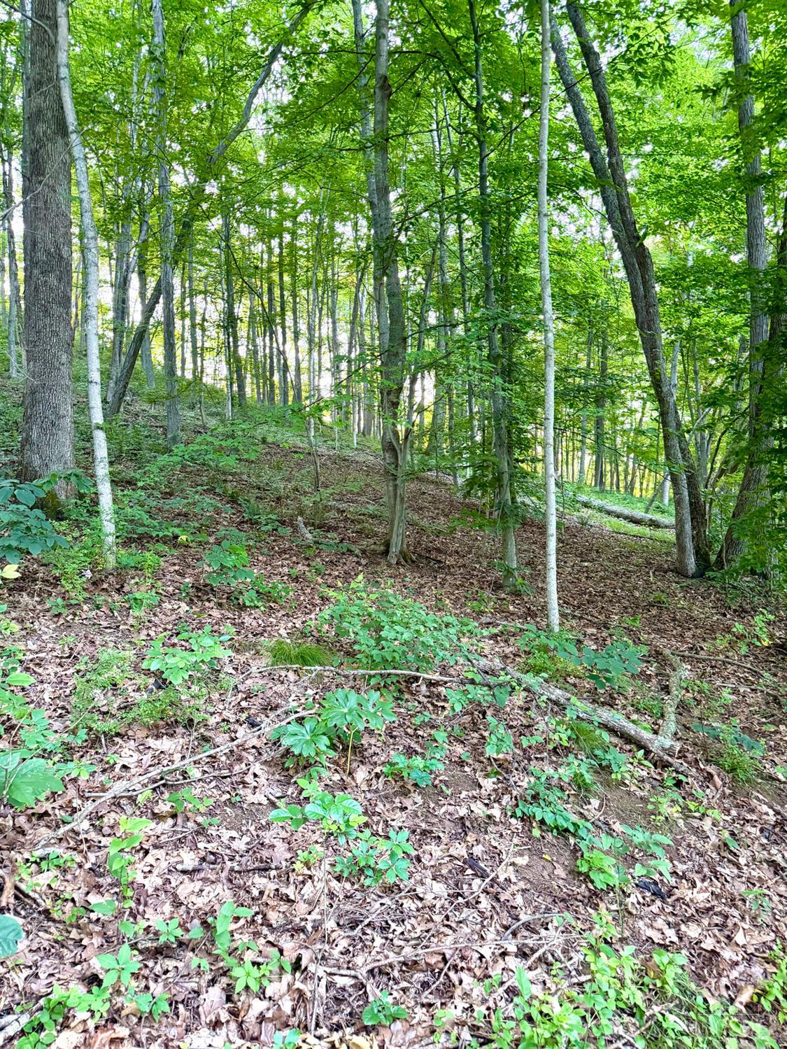 Carrs Run Property Photo 11