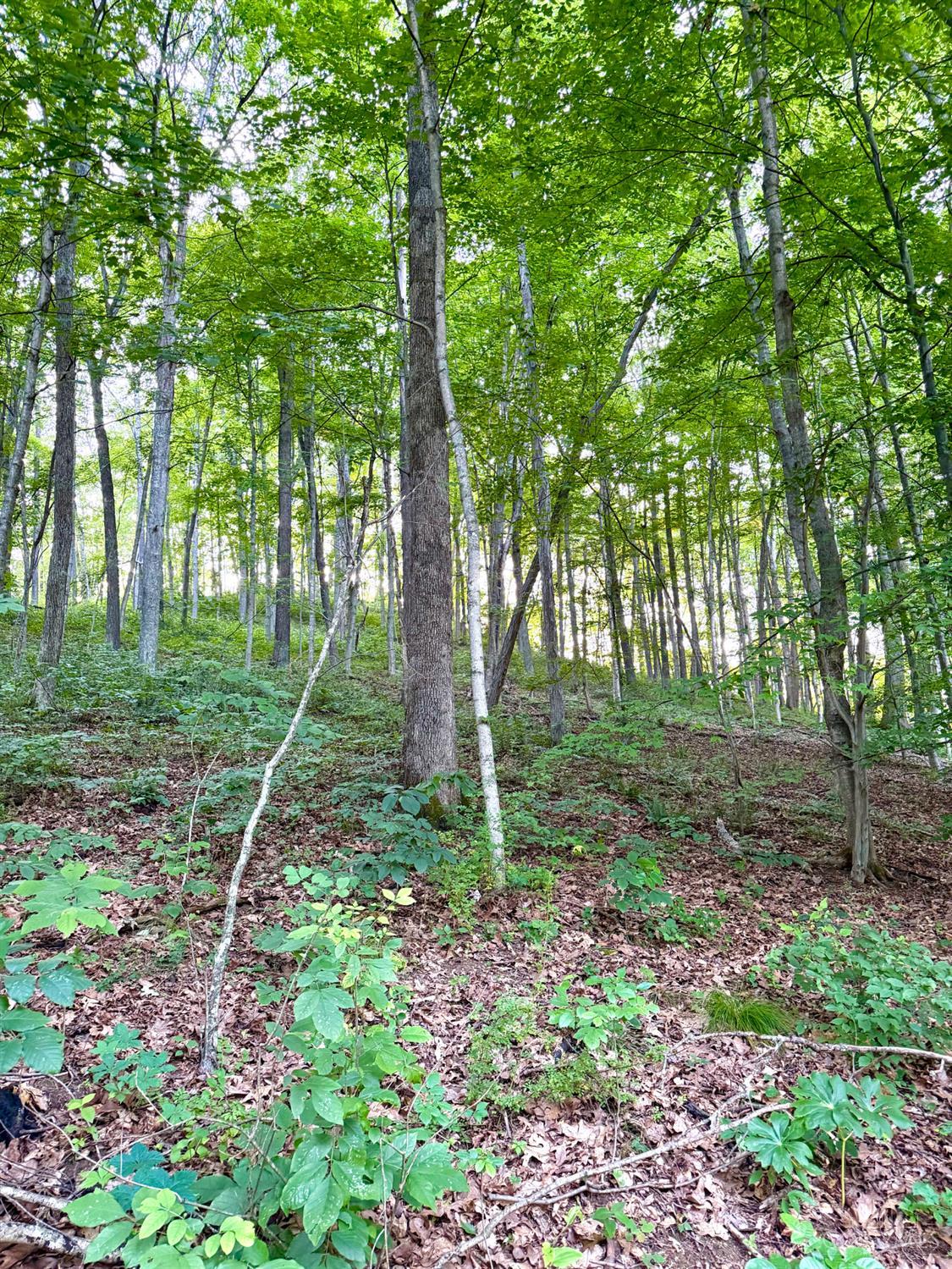 Carrs Run Property Photo 12