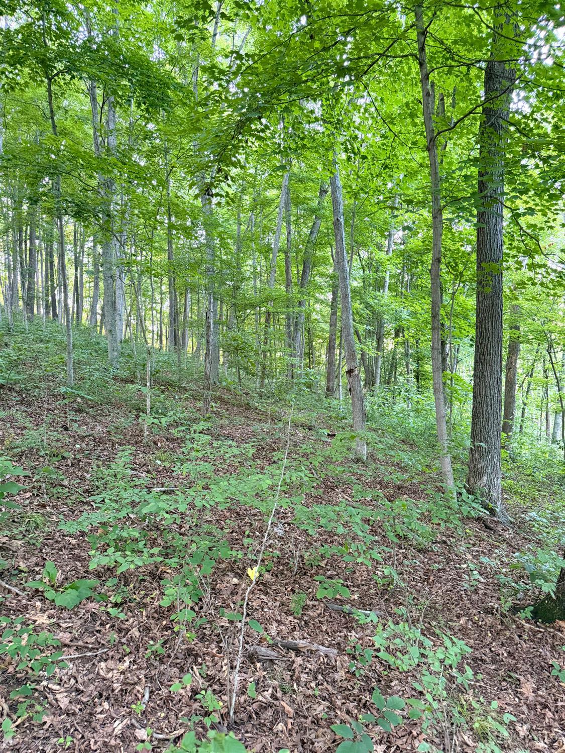Carrs Run Property Photo 17