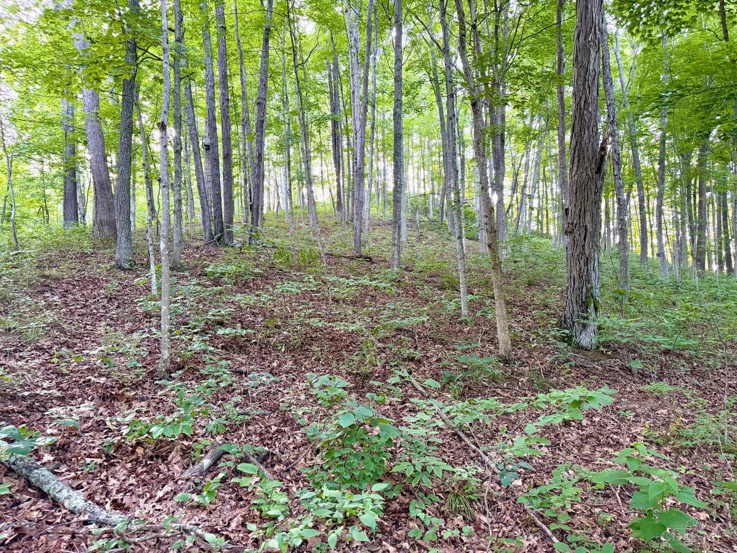 Carrs Run Property Photo 18