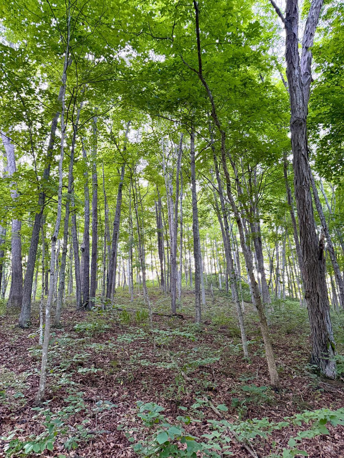 Carrs Run Property Photo 19