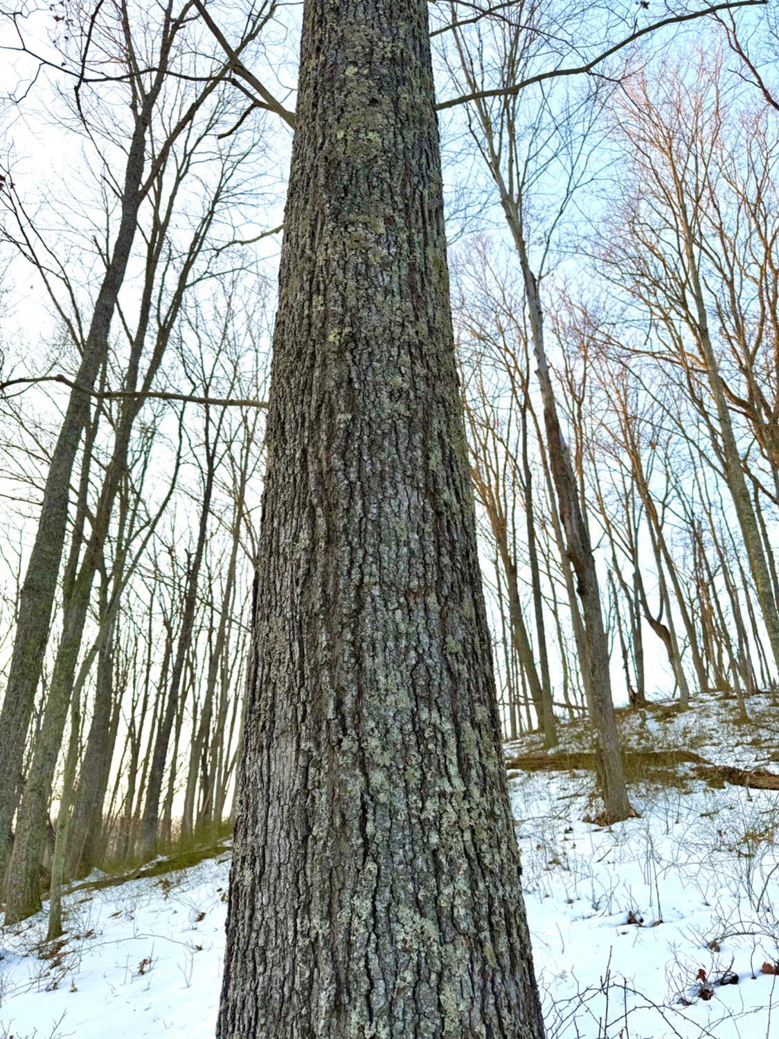 Carrs Run Property Photo 23