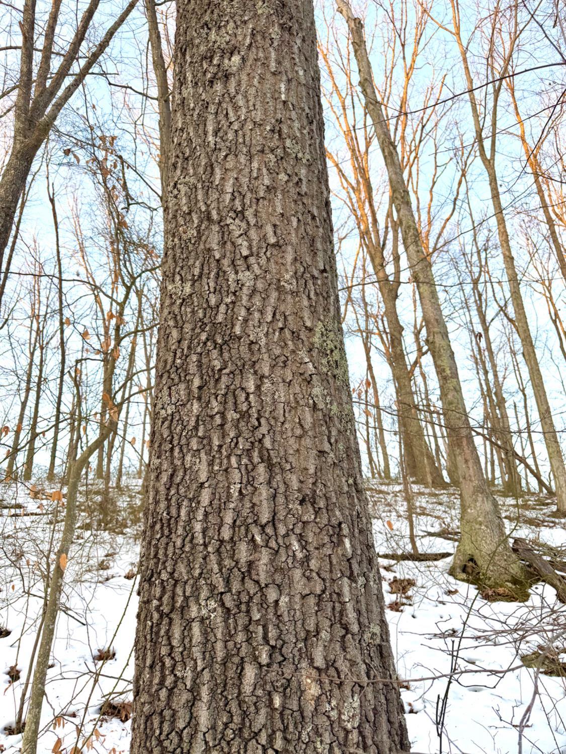 Carrs Run Property Photo 25