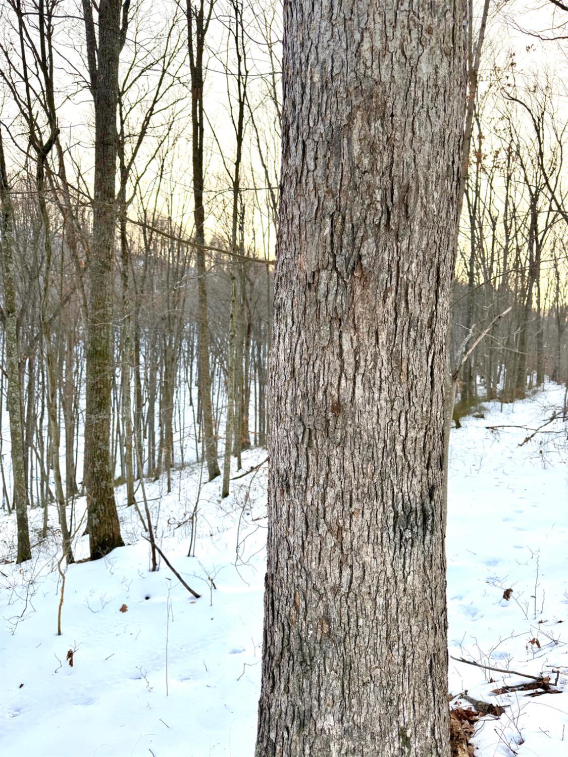 Carrs Run Property Photo 29