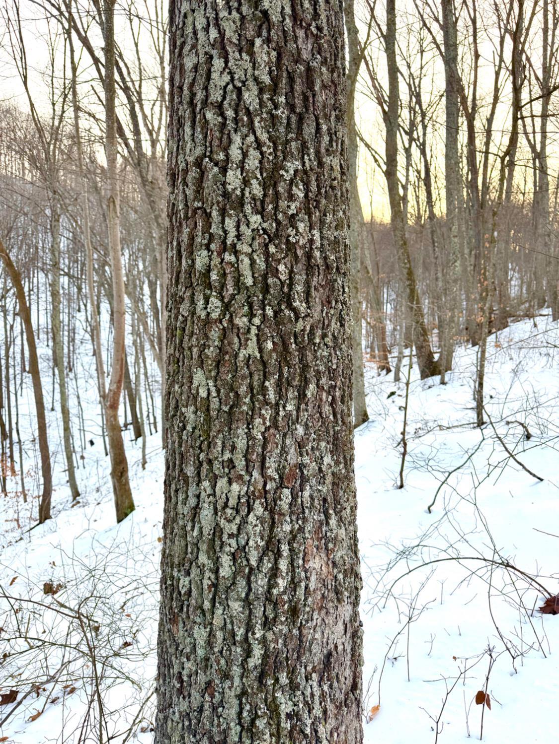 Carrs Run Property Photo 32