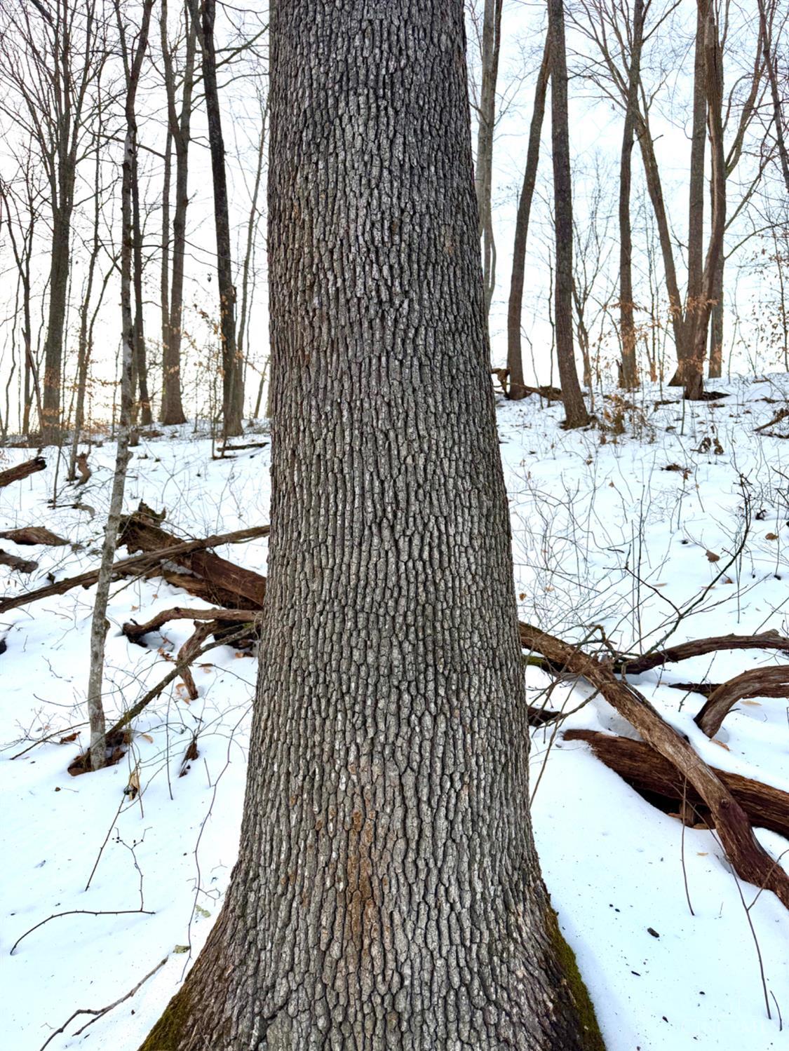 Carrs Run Property Photo 33