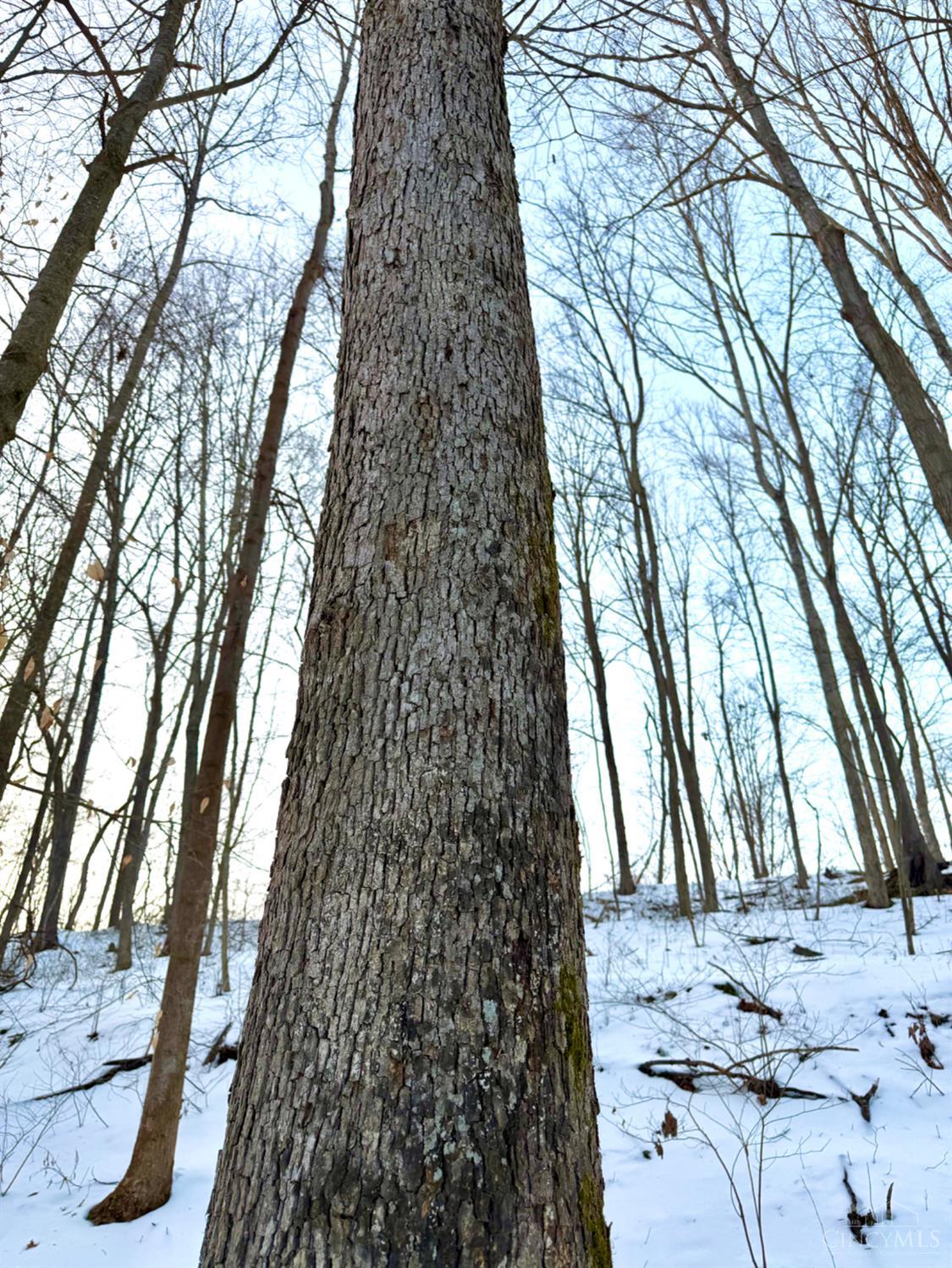 Carrs Run Property Photo 35