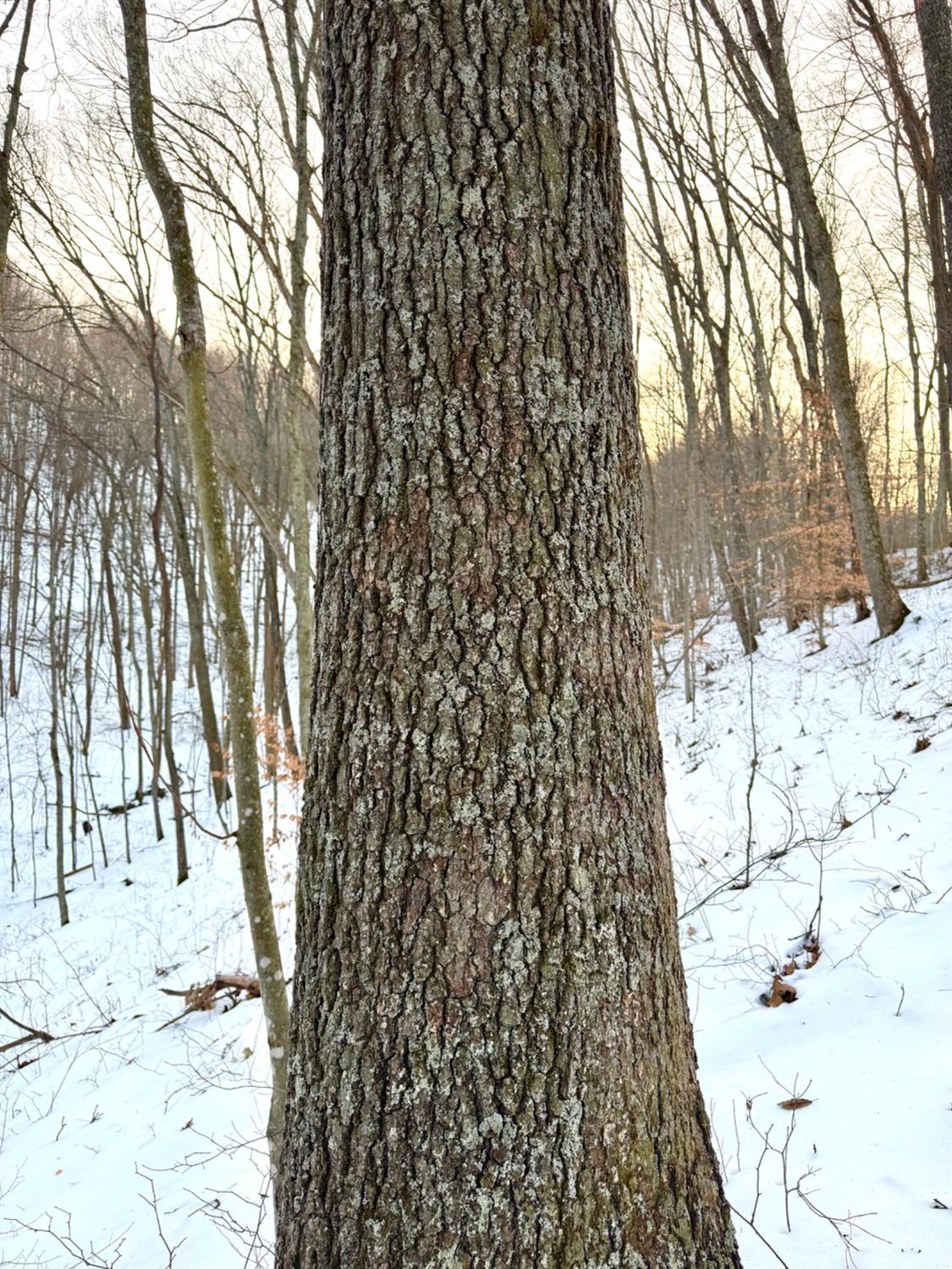 Carrs Run Property Photo 37