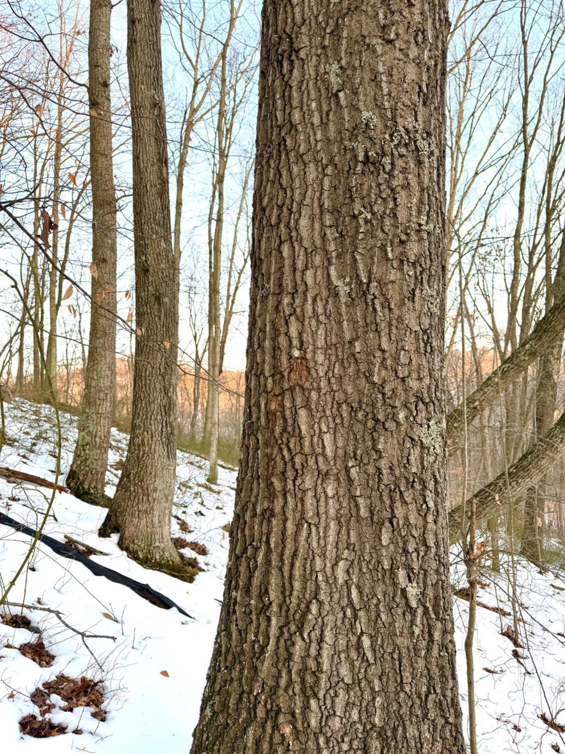 Carrs Run Property Photo 54