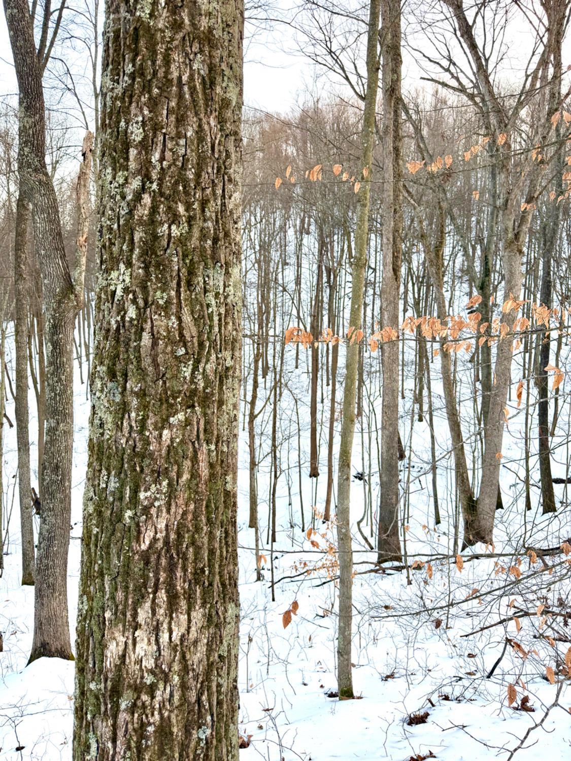 Carrs Run Property Photo 65
