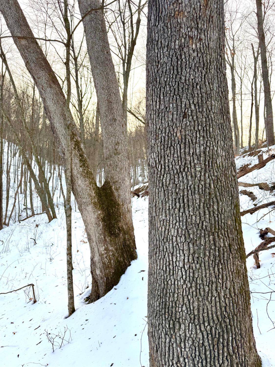 Carrs Run Property Photo 70