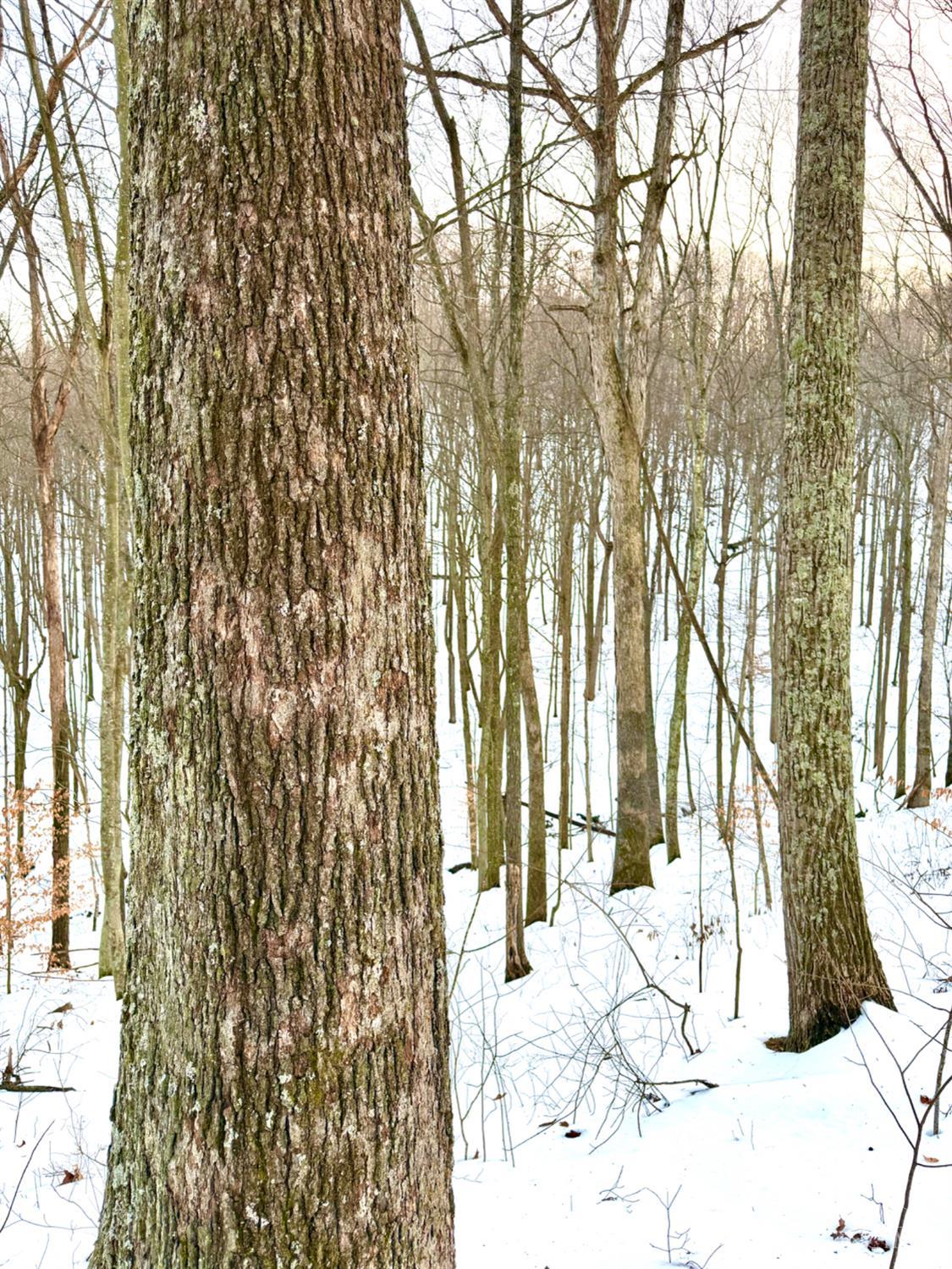 Carrs Run Property Photo 80