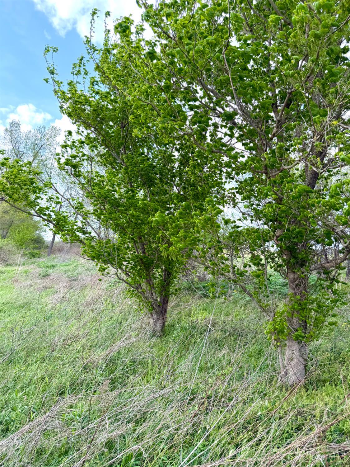 11732 Martin Alexander Road Property Photo 82
