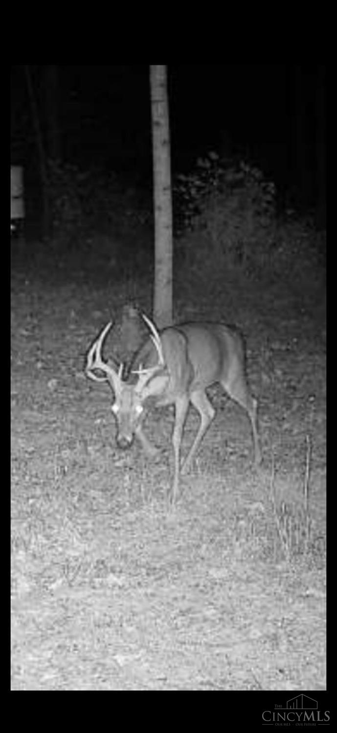 745 Coon Hollow Road Property Photo 4