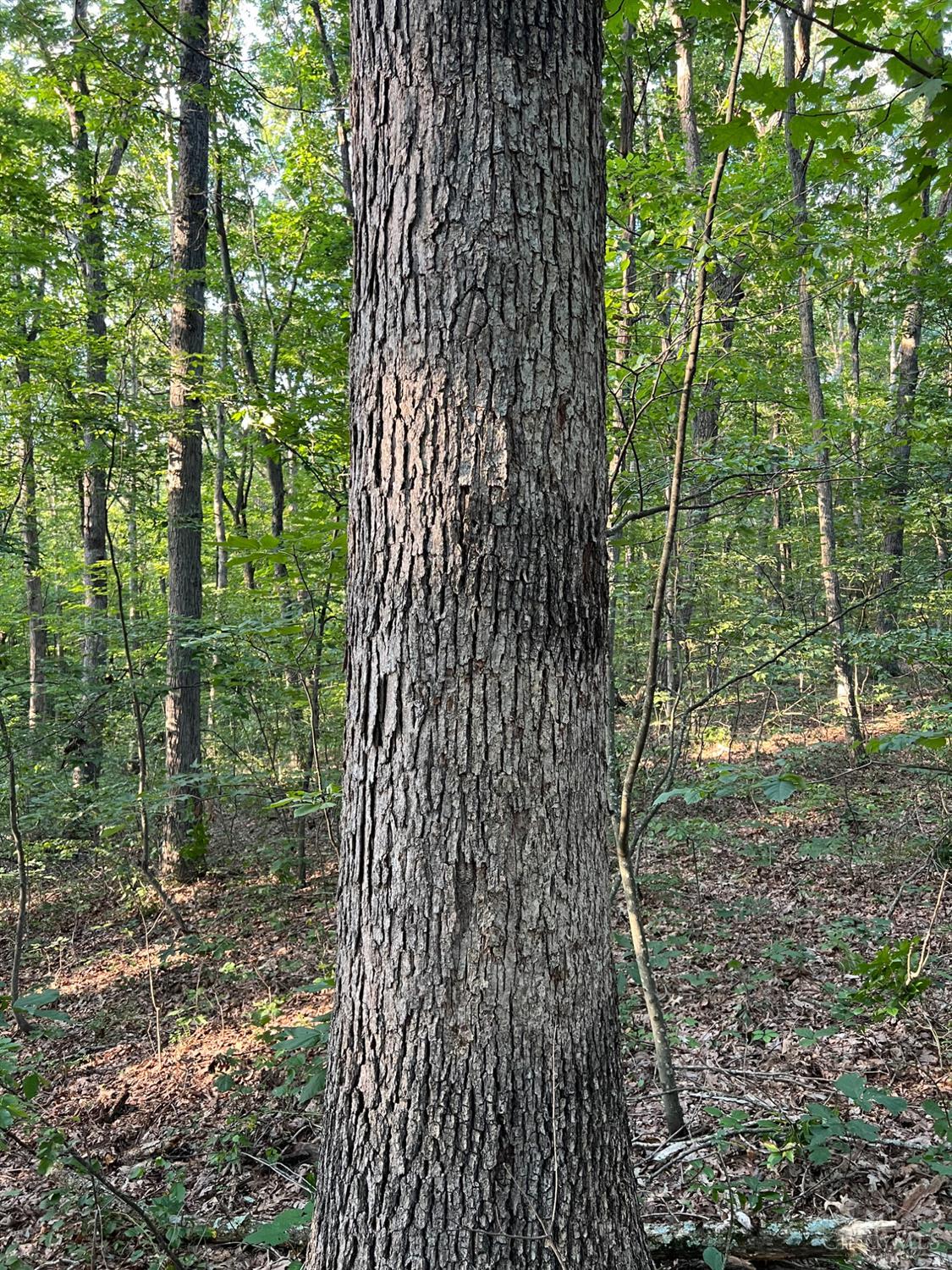 Tabernacle Road Property Photo 6