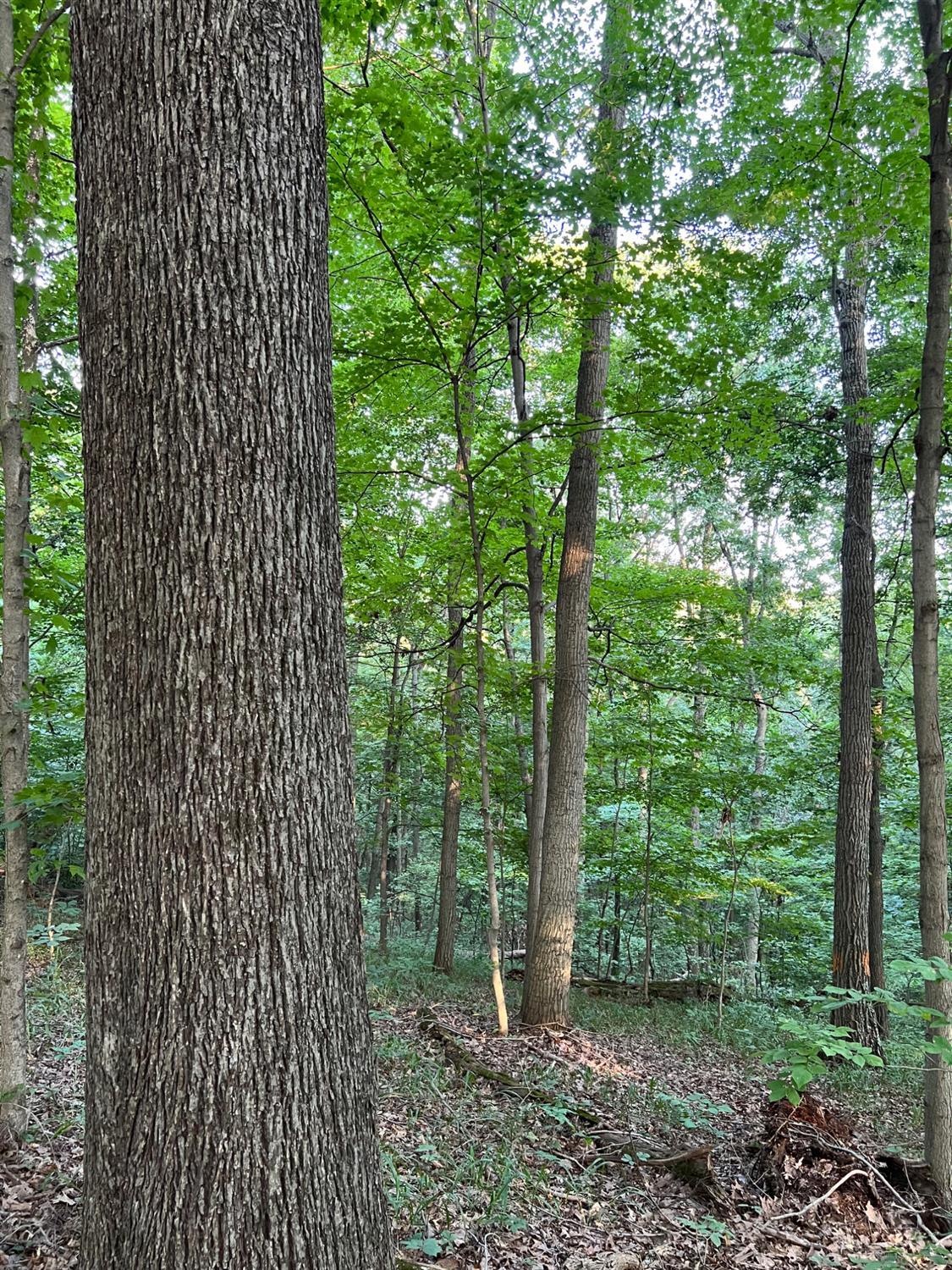 Tabernacle Road Property Photo 11