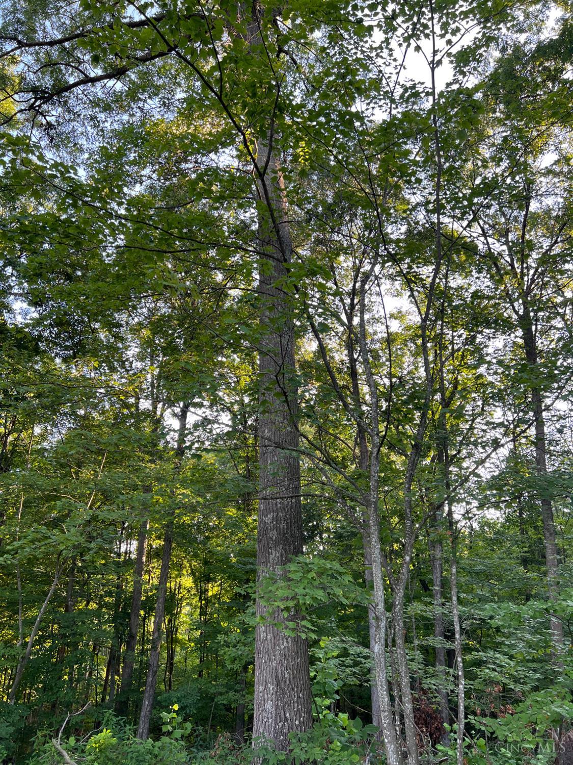 Tabernacle Road Property Photo 22