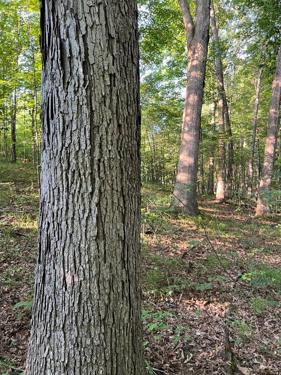 Tabernacle Road Property Photo 32