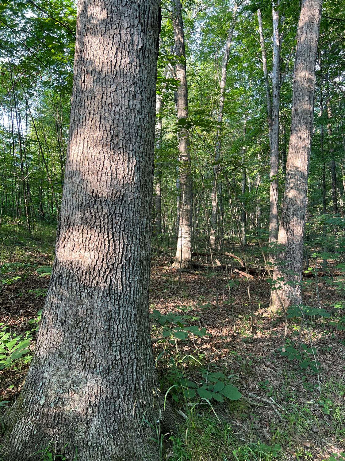 Tabernacle Road Property Photo 34
