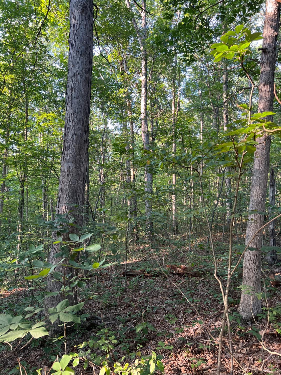 Tabernacle Road Property Photo 39