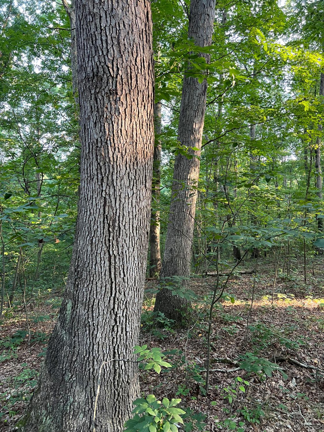 Tabernacle Road Property Photo 43