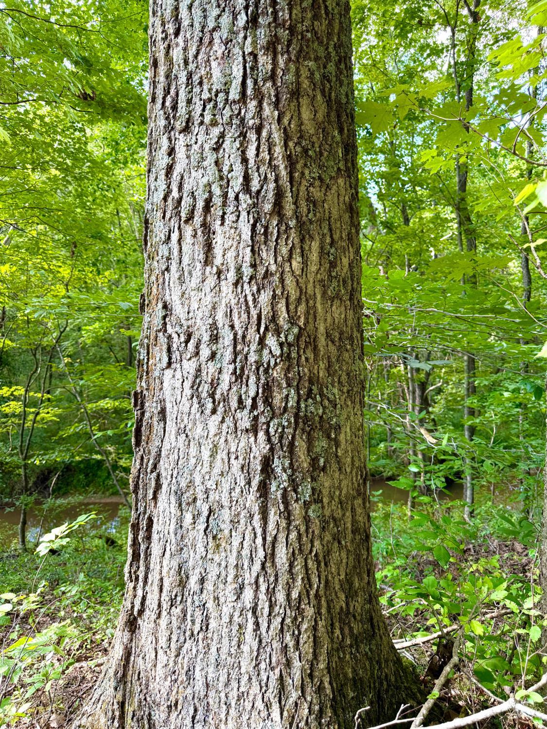 St Rt 325 Property Photo 9