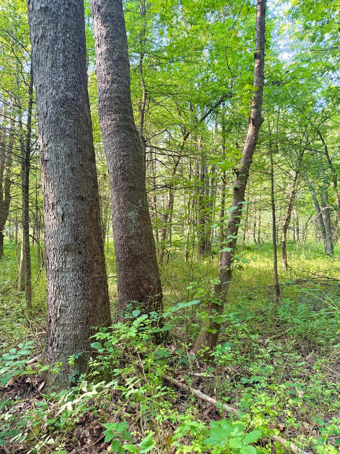 St Rt 325 Property Photo 14