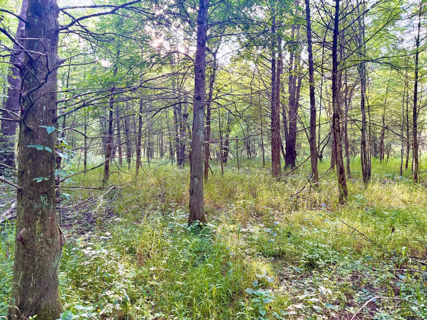 St Rt 325 Property Photo 39