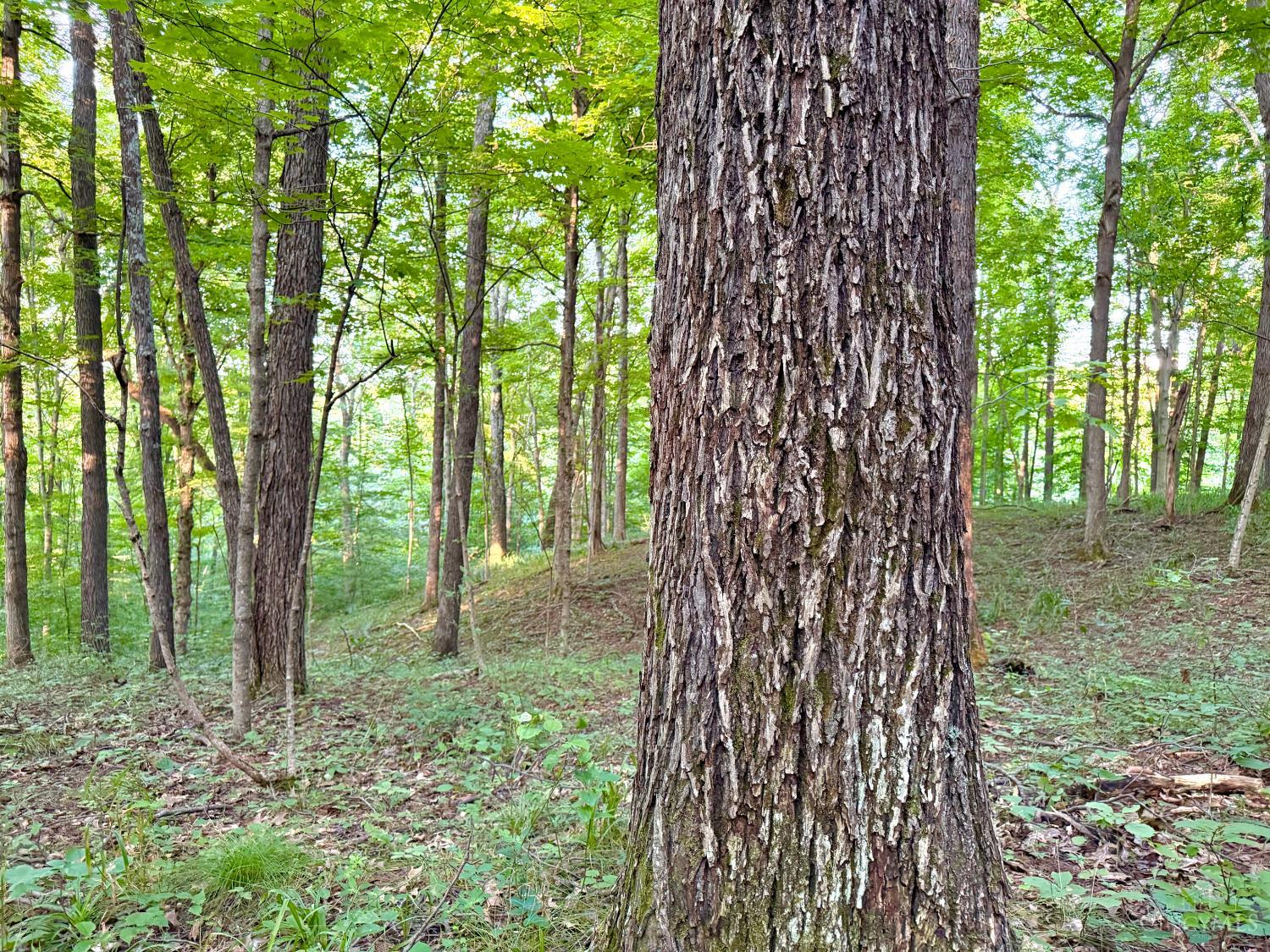 Keesee Road Property Photo 46