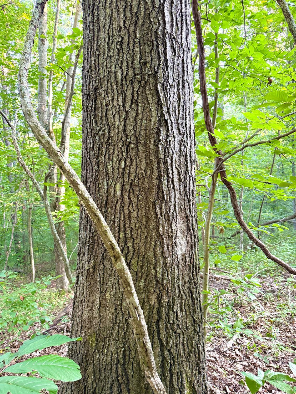 Keesee Road Property Photo 49