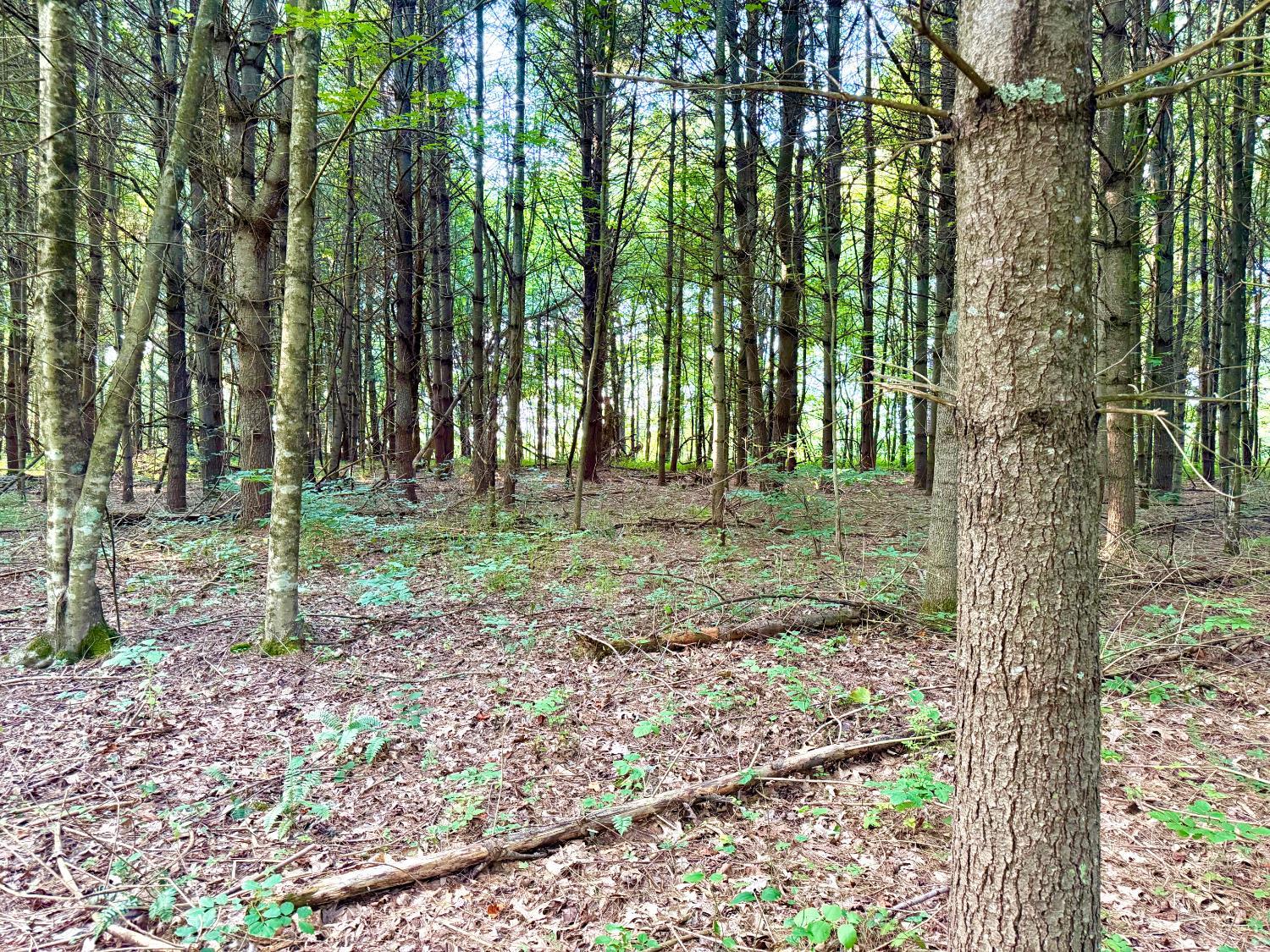 Keesee Road Property Photo 51