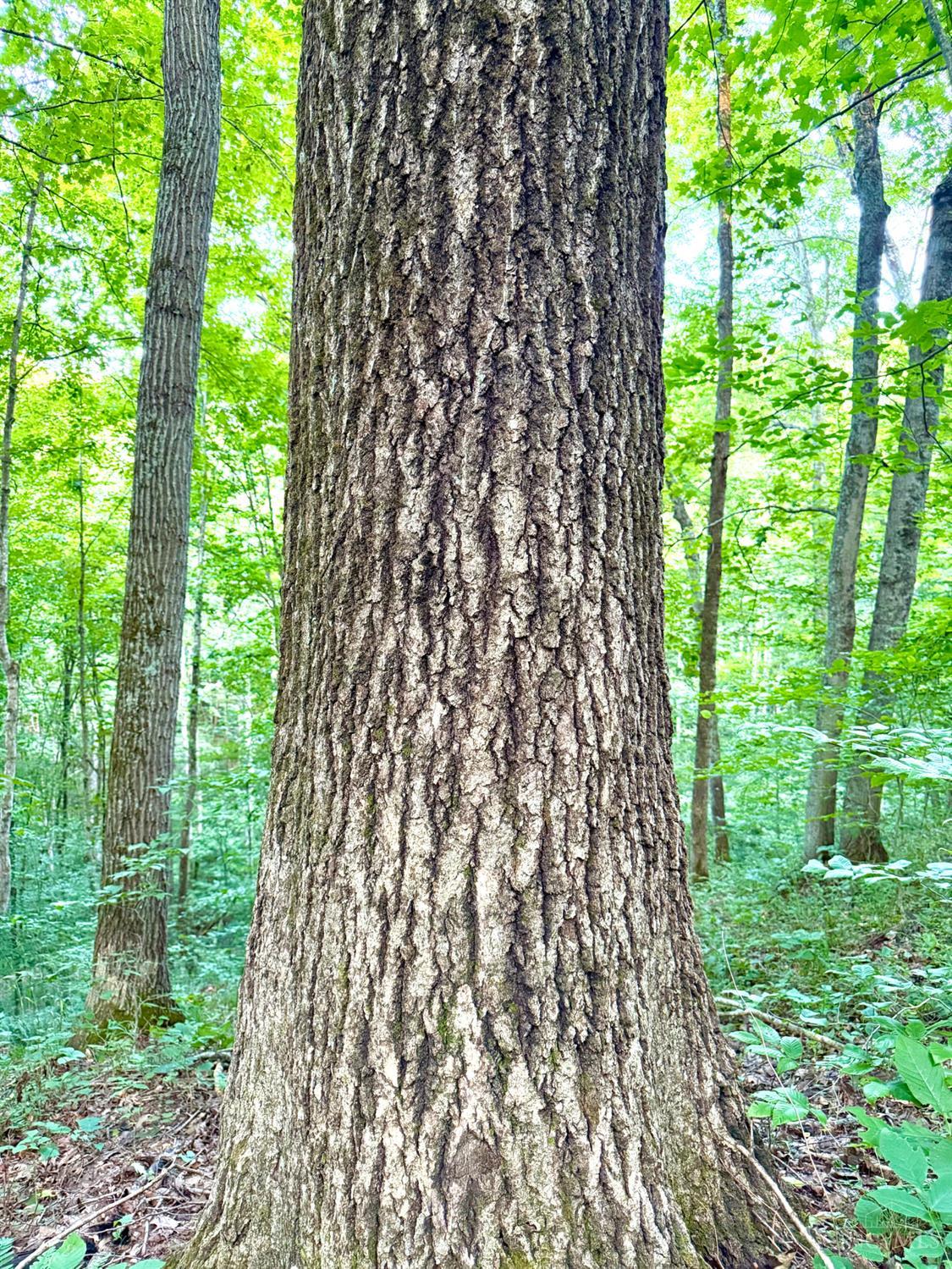 Keesee Road Property Photo 54