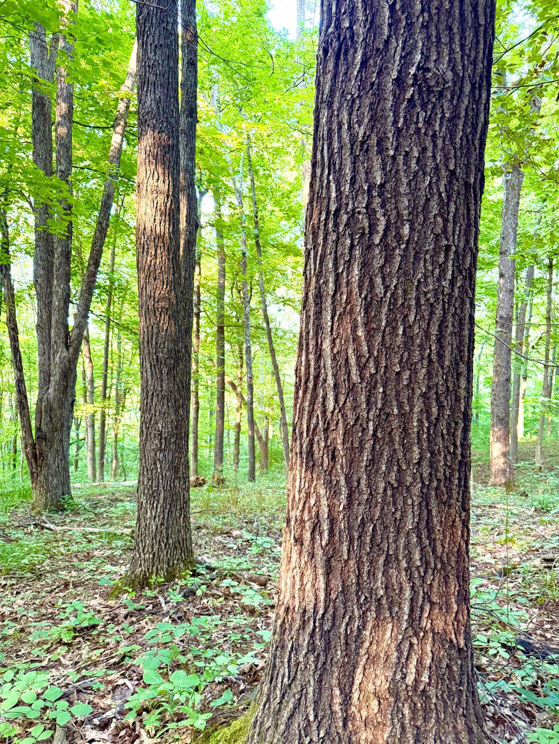 Keesee Road Property Photo 57