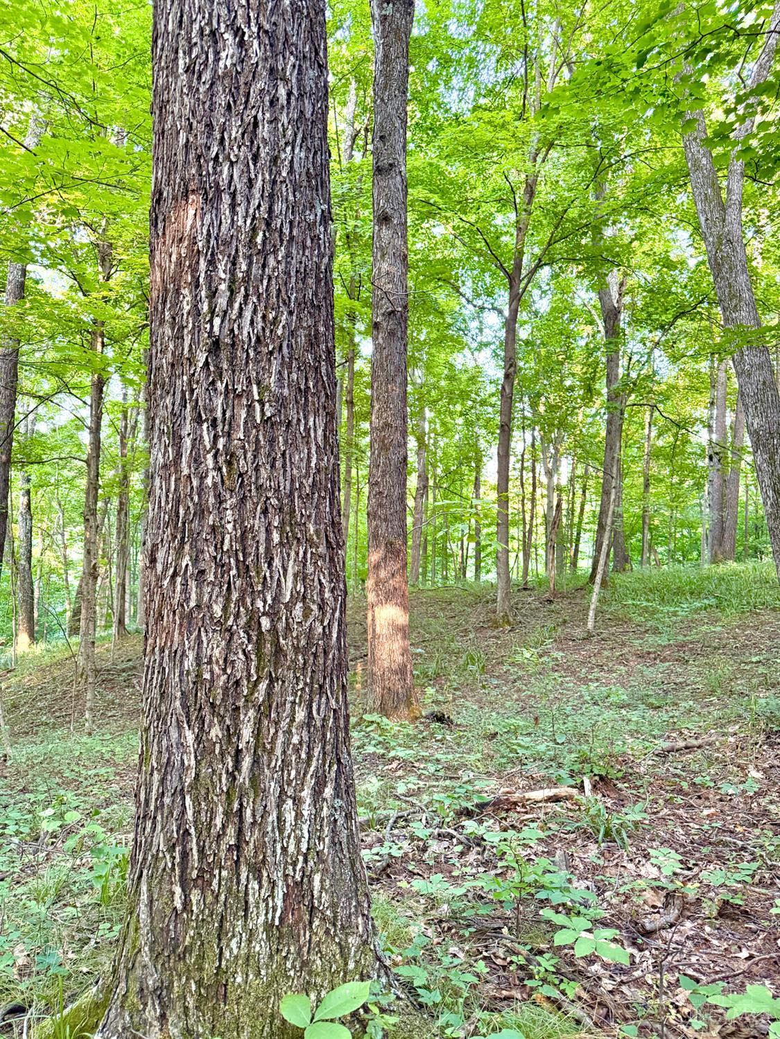 Keesee Road Property Photo 58