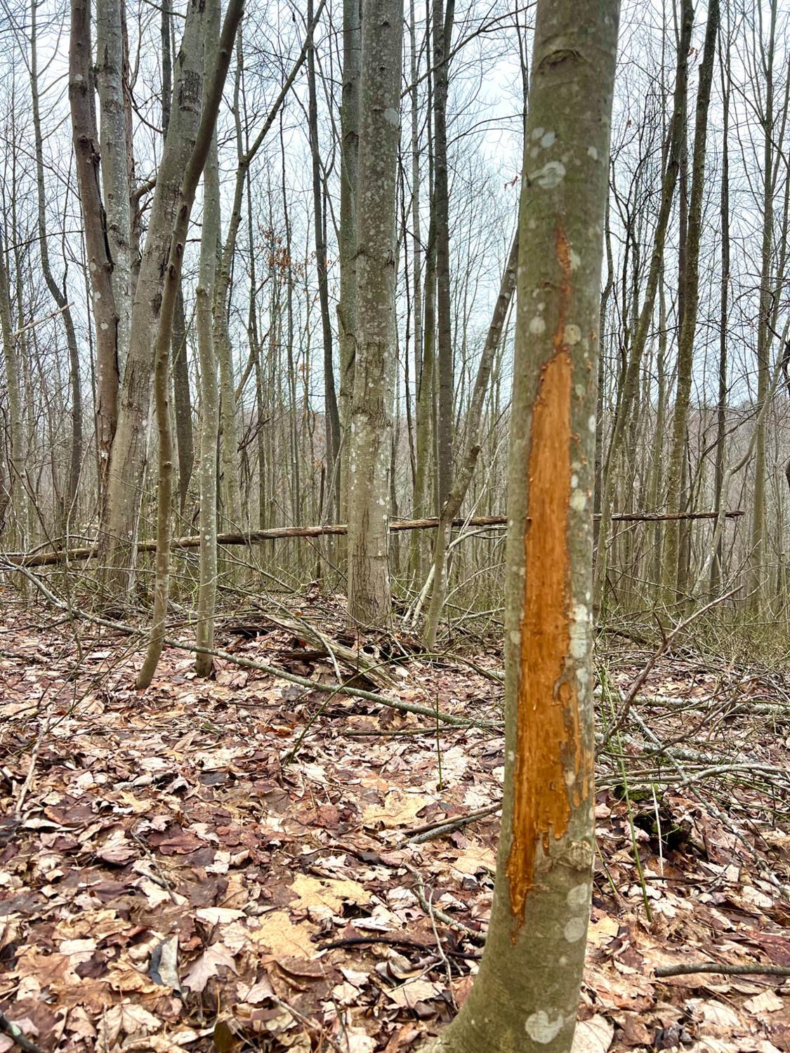 Greenbriar Road Property Photo 34