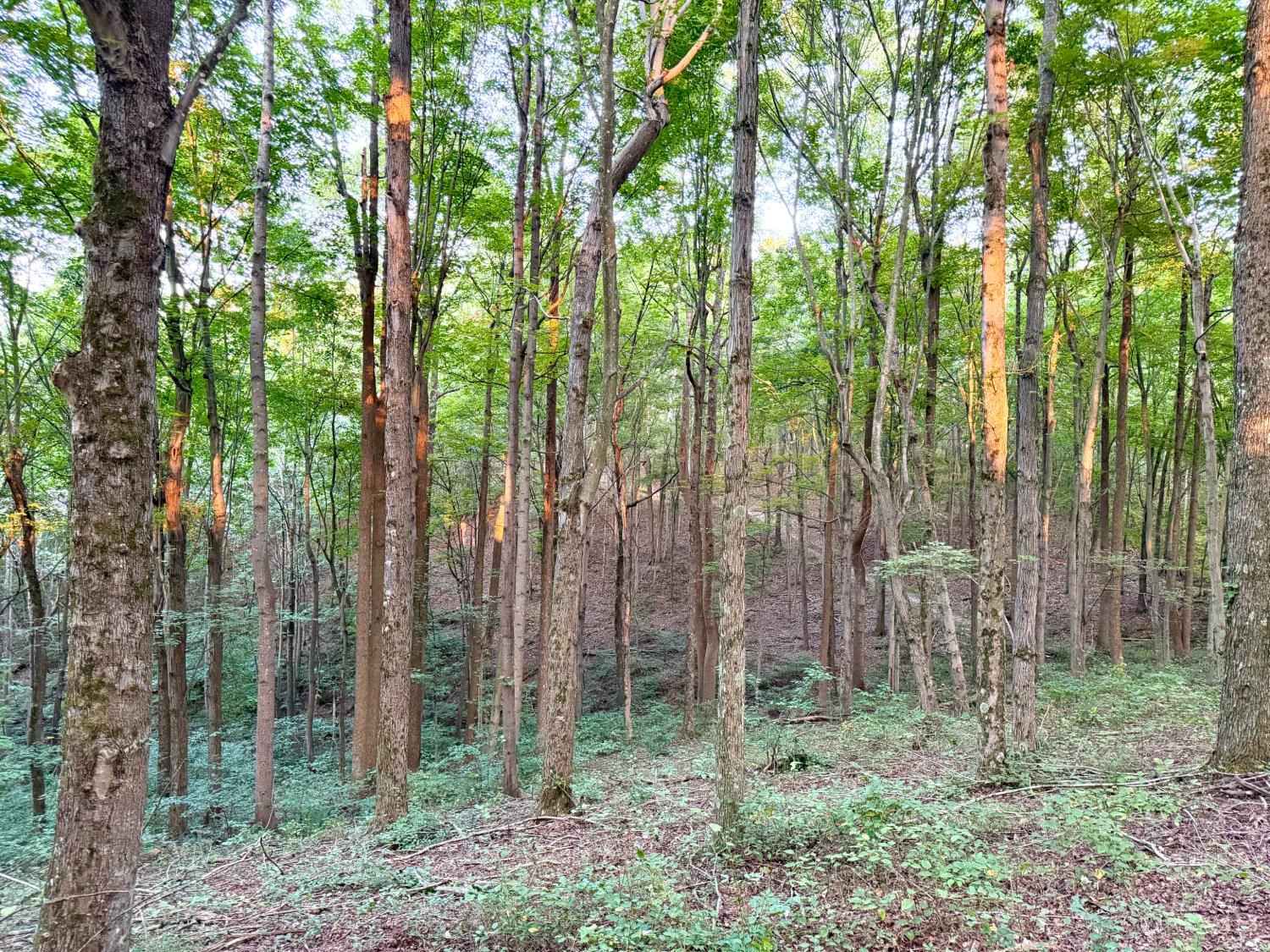 Greenbriar Road Property Photo 63