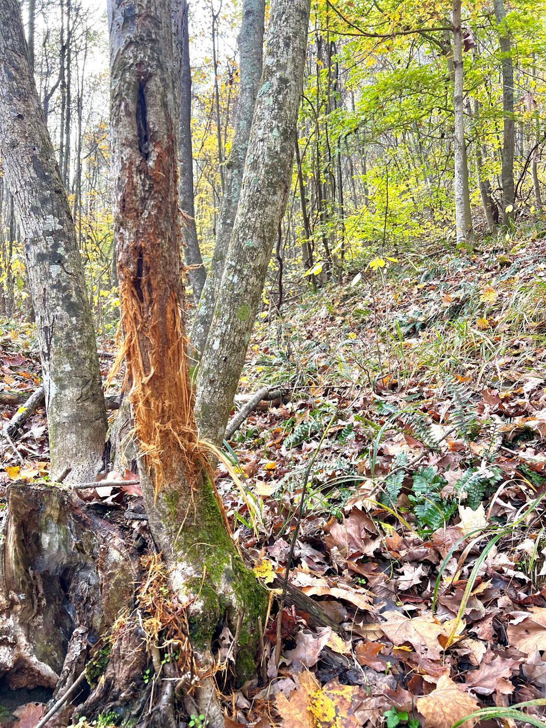 S Side Chenoweth Fork Road Property Photo 3