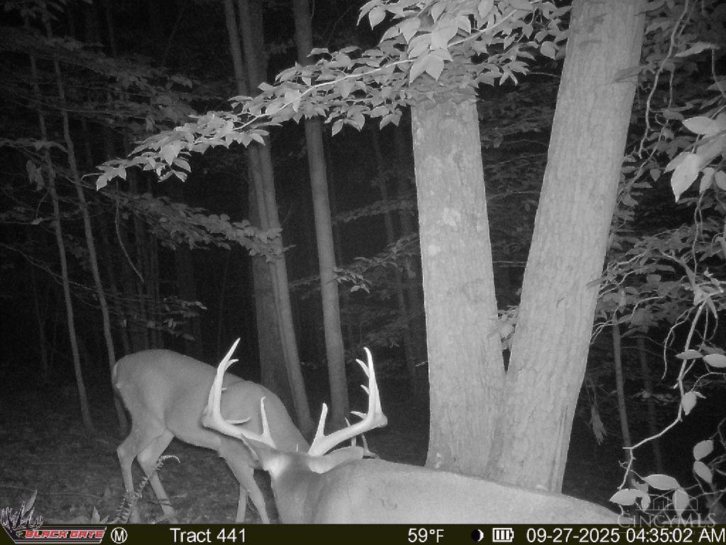 S Side Chenoweth Fork Road Property Photo 14