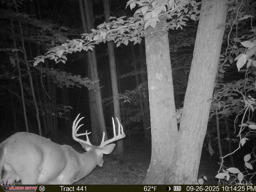 S Side Chenoweth Fork Road Property Photo 15