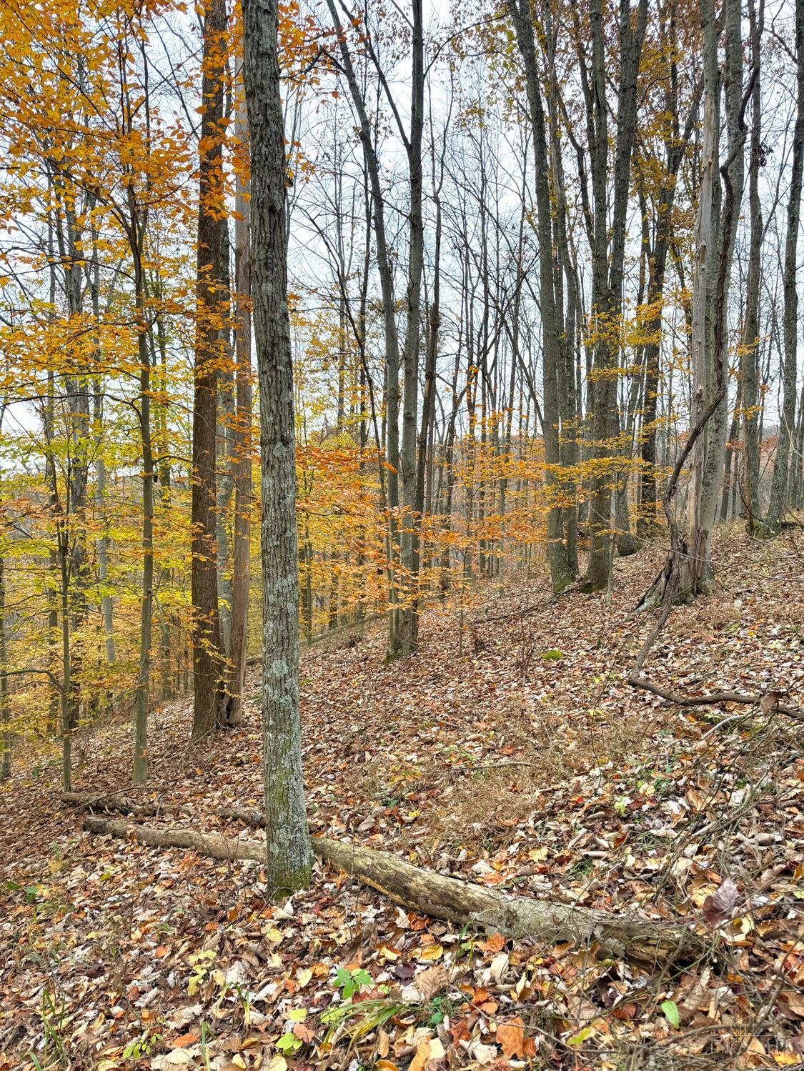 S Side Chenoweth Fork Road Property Photo 16