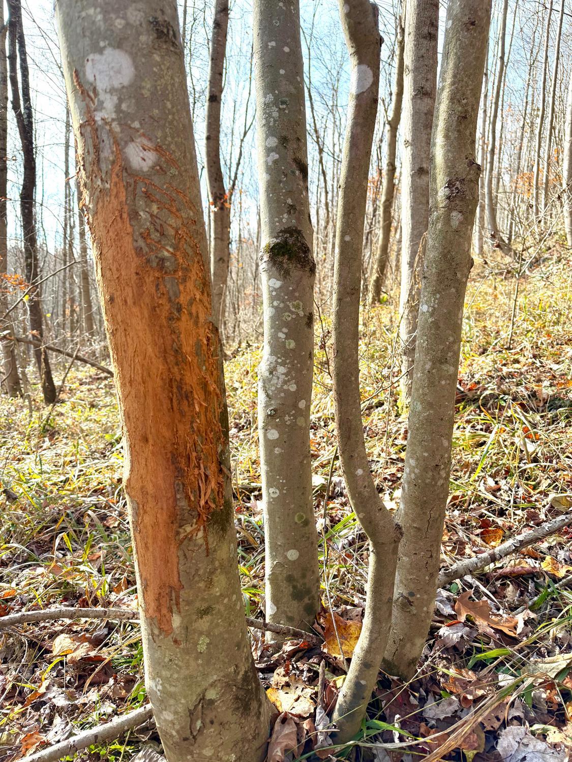 S Side Chenoweth Fork Road Property Photo 18