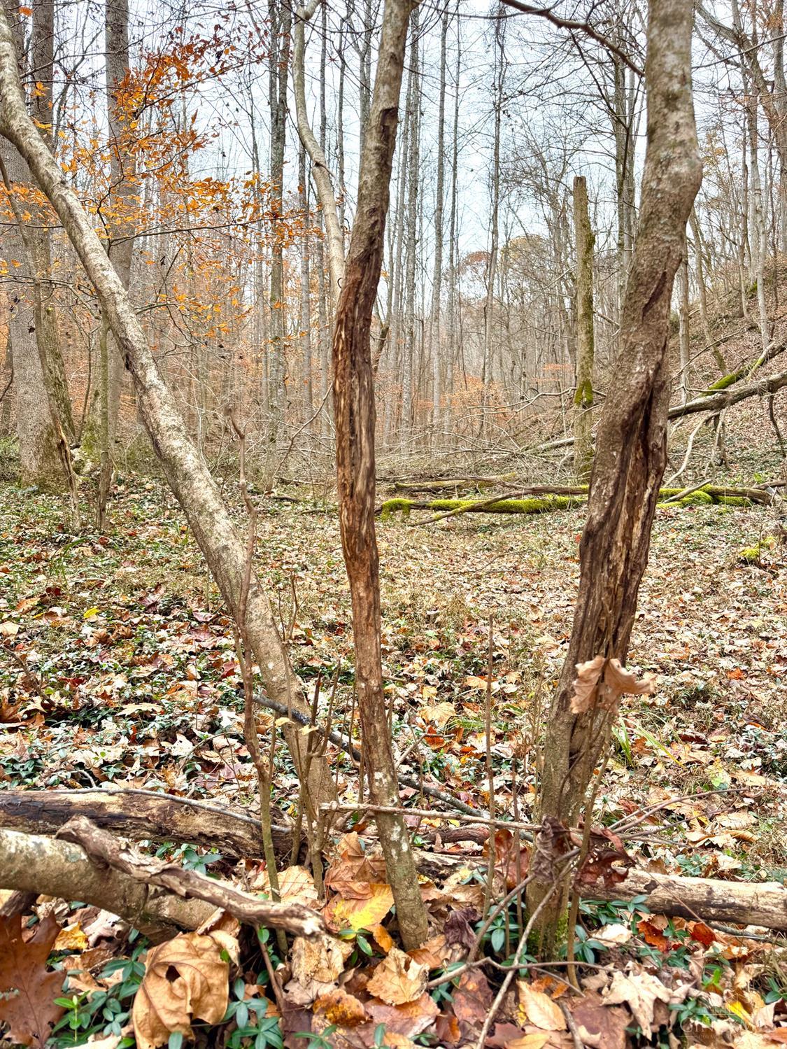 S Side Chenoweth Fork Road Property Photo 19