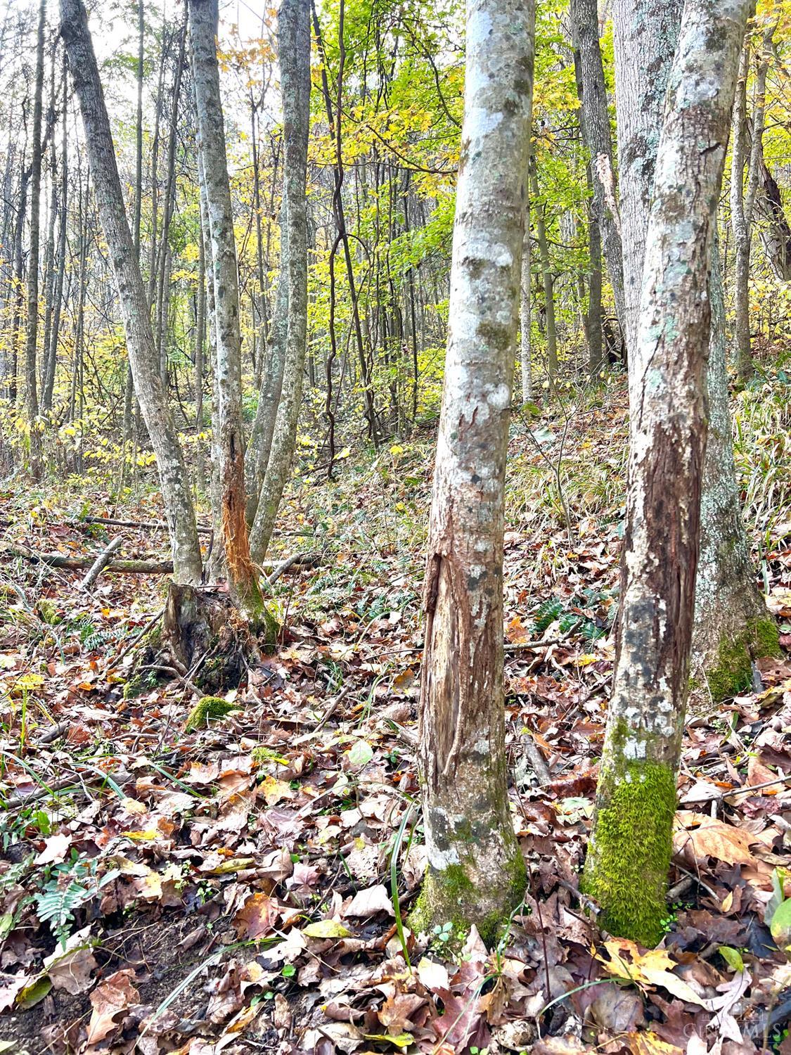 S Side Chenoweth Fork Road Property Photo 20